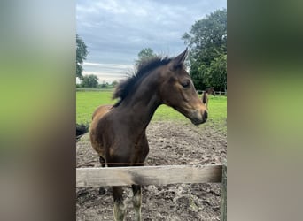 Oldenburg, Stallion, Foal (04/2025), 16 hh, Bay-Dark