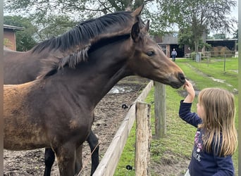 Oldenburg, Stallion, Foal (04/2025), 16 hh, Bay-Dark