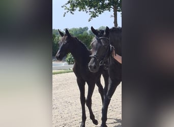 Oldenburg, Stallion, , 16 hh, Can be white