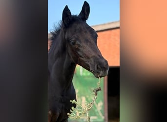 Oldenburg, Stallion, , 16 hh, Can be white