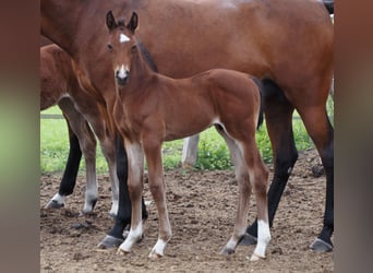 Oldenburg, Stallion, , 16,1 hh, Bay-Dark