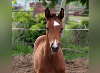 Oldenburg, Stallion, , 16,1 hh, Bay-Dark