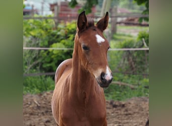 Oldenburg, Stallion, , 16,1 hh, Bay-Dark