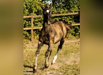 Oldenburg, Stallion, Foal (05/2025), 16,1 hh, Brown