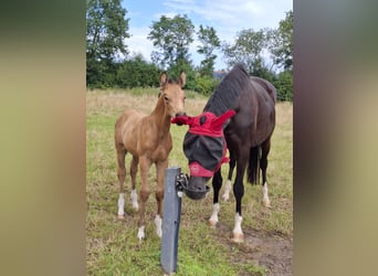 Oldenburg, Stallion, Foal (06/2025), 16,1 hh, Buckskin