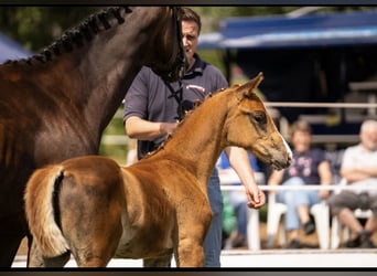 Oldenburg, Stallion, Foal (05/2025), 16,1 hh, Chestnut