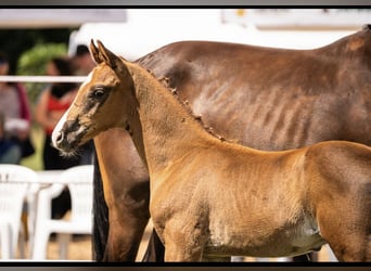 Oldenburg, Stallion, Foal (05/2025), 16,1 hh, Chestnut