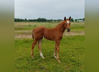 Oldenburg, Stallion, , 16,1 hh, Chestnut