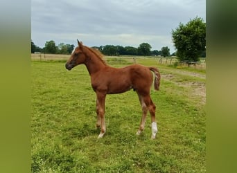 Oldenburg, Stallion, , 16,1 hh, Chestnut