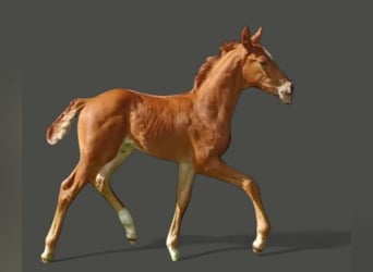 Oldenburg, Stallion, , 16,1 hh, Chestnut