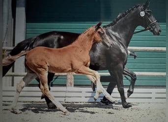Oldenburg, Stallion, Foal (04/2025), 16,1 hh, Chestnut