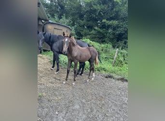 Oldenburg, Stallion, Foal (04/2025), 16,1 hh, Chestnut