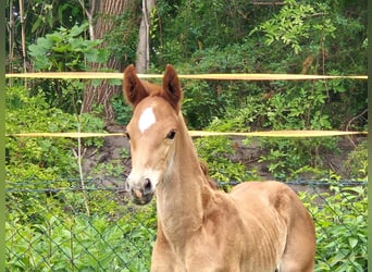 Oldenburg, Stallion, , 16,1 hh, Chestnut-Red