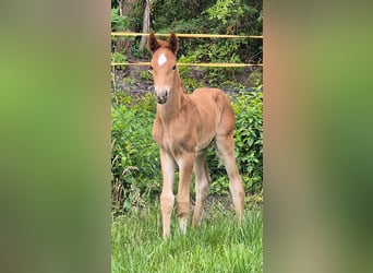 Oldenburg, Stallion, , 16,1 hh, Chestnut-Red