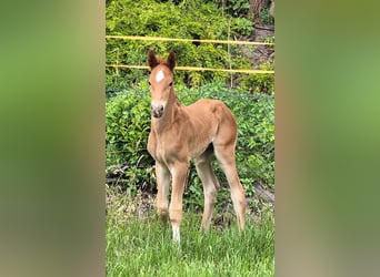 Oldenburg, Stallion, , 16,1 hh, Chestnut-Red