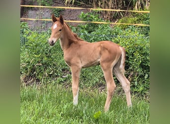 Oldenburg, Stallion, , 16,1 hh, Chestnut-Red