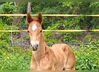 Oldenburg, Stallion, , 16,1 hh, Chestnut-Red