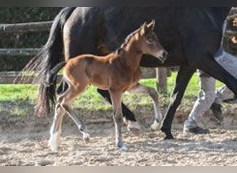 Oldenburg, Stallion, Foal (03/2026), 16,1 hh