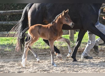 Oldenburg, Stallion, Foal (03/2026), 16,1 hh