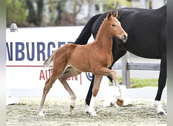 Oldenburg, Stallion, Foal (03/2026), 16,1 hh