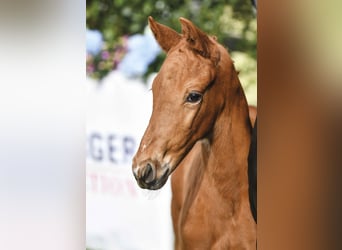 Oldenburg, Stallion, Foal (03/2026), 16,1 hh