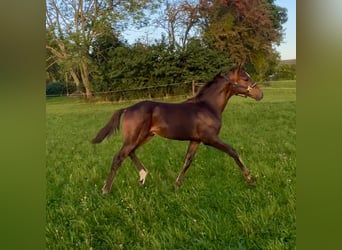 Oldenburg, Stallion, Foal (05/2025), 16,2 hh, Bay-Dark