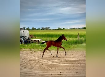 Oldenburg, Stallion, Foal (05/2025), 16,2 hh, Bay-Dark