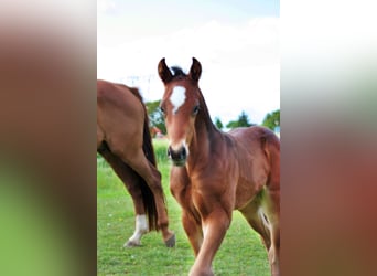 Oldenburg, Stallion, Foal (05/2025), 16,2 hh, Bay-Dark