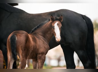 Oldenburg, Stallion, , 16,2 hh, Bay-Dark