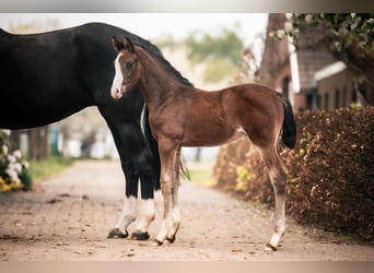 Oldenburg, Stallion, , 16,2 hh, Bay-Dark