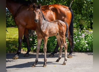 Oldenburg, Stallion, , 16,2 hh, Bay-Dark