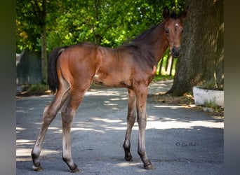 Oldenburg, Stallion, , 16,2 hh, Bay-Dark