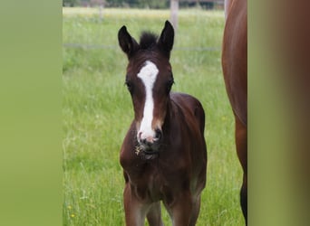 Oldenburg, Stallion, , 16,2 hh, Bay-Dark