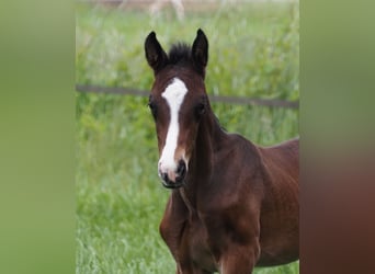 Oldenburg, Stallion, , 16,2 hh, Bay-Dark