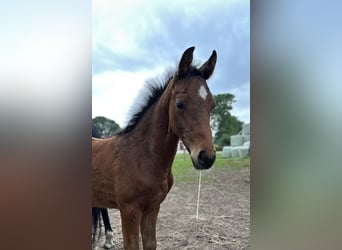 Oldenburg, Stallion, , 16,2 hh, Bay-Dark