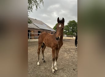 Oldenburg, Stallion, , 16,2 hh, Bay-Dark