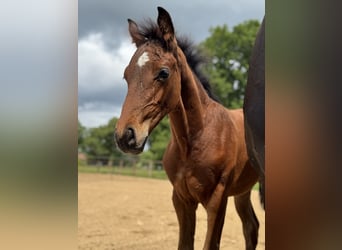 Oldenburg, Stallion, , 16,2 hh, Bay-Dark