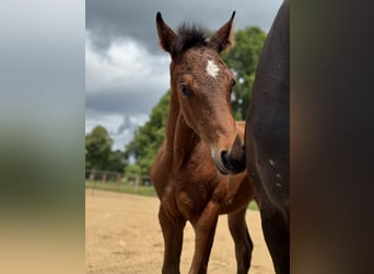 Oldenburg, Stallion, , 16,2 hh, Bay-Dark