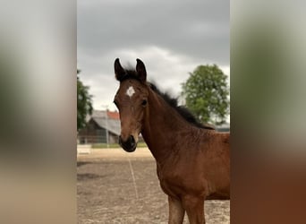 Oldenburg, Stallion, , 16,2 hh, Bay-Dark