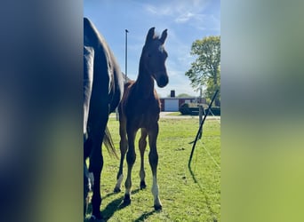Oldenburg, Stallion, , 16,2 hh, Bay-Dark