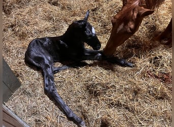 Oldenburg, Stallion, , 16,2 hh, Black