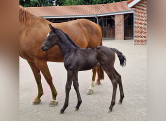 Oldenburg, Stallion, , 16,2 hh, Black