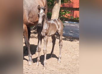 Oldenburg, Stallion, , 16,2 hh, Black
