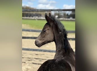 Oldenburg, Stallion, Foal (02/2026), 16,2 hh, Black