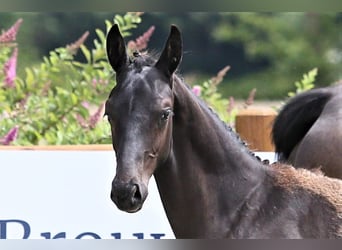 Oldenburg, Stallion, Foal (03/2025), 16,2 hh, Black