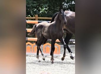 Oldenburg, Stallion, Foal (03/2025), 16,2 hh, Black