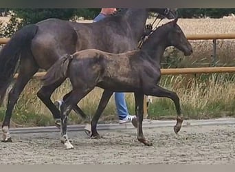 Oldenburg, Stallion, Foal (03/2025), 16,2 hh, Black