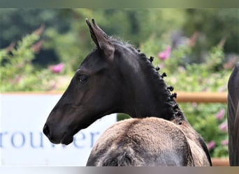 Oldenburg, Stallion, Foal (03/2025), 16,2 hh, Black