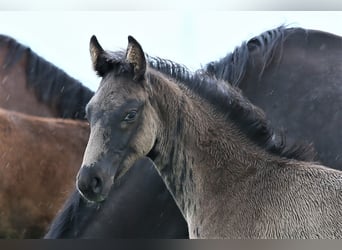 Oldenburg, Stallion, , 16,2 hh, Black
