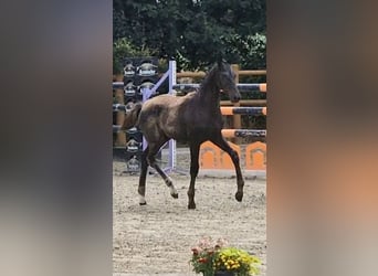 Oldenburg, Stallion, Foal (03/2025), 16,2 hh, Black
